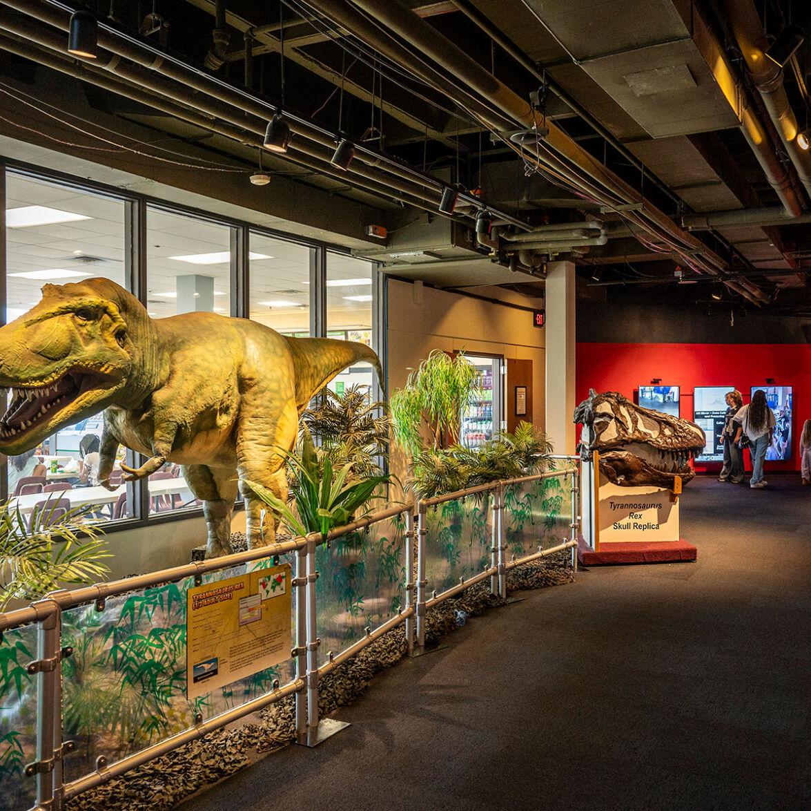 A model of a t-rex and a replica of a t-rex skull inside a museum
